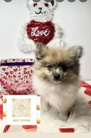 Pomeranian Puppies for sale in Los Angeles, California. price: $1,800