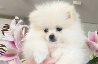 Pomeranian Puppies for sale in Chicago, Illinois. price: $500