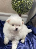 Pomeranian Puppies for sale in San Diego, California. price: $2,500