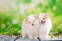 Pomeranian Puppies for sale in Pune, Maharashtra. price: 10,000 INR