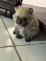 Pomeranian Puppies for sale in Miami, Florida. price: $2,200