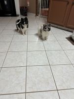 Pomeranian Puppies for sale in Herndon, Virginia. price: $1,500