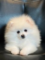 Pomeranian Puppies for sale in Boston, Massachusetts. price: $550
