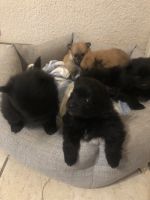 Pomeranian Puppies for sale in San Diego, California. price: $1,500