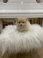 Pomeranian Puppies for sale in North Hollywood, California. price: $1,500
