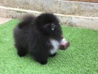 Pomeranian Puppies for sale in Susanville, California. price: $1,800