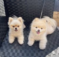 Pomeranian Puppies for sale in Augusta, Maine. price: $600