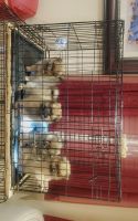 Pomeranian Puppies for sale in Hesperia, California. price: $1,200