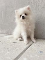 Pomeranian Puppies for sale in Miami Lakes, Florida. price: $2,000