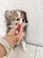 Pomeranian Puppies for sale in Miami Lakes, Florida. price: $2,000