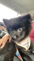 Pomeranian Puppies for sale in Lowell, Massachusetts. price: $800