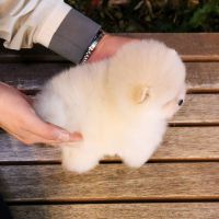 Pomeranian Puppies for sale in Alexandria, Alabama. price: $350