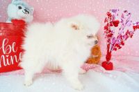 Pomeranian Puppies for sale in Dawsonville, GA 30534, USA. price: $1,975