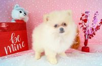 Pomeranian Puppies for sale in Dawsonville, Georgia. price: $1,975