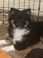 Pomeranian Puppies for sale in American Fork, Utah. price: $50,000