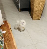 Pomeranian Puppies for sale in Davenport, Florida. price: $2,700