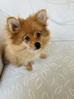Pomeranian Puppies for sale in Parramatta, New South Wales. price: $1,200