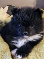 Pomeranian Puppies for sale in Douglasville, GA, USA. price: $985