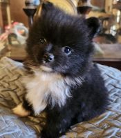 Pomeranian Puppies for sale in Douglasville, GA, USA. price: $985