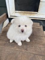 Pomeranian Puppies for sale in Maryborough, Queensland. price: $1,500