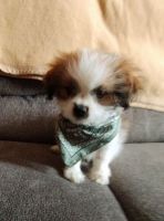 Pomeranian Puppies for sale in Chicago, Illinois. price: $800