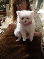 Pomeranian Puppies for sale in Springfield, OR, USA. price: $1,200