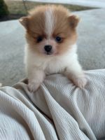 Pomeranian Puppies for sale in Arthur, Illinois. price: $600