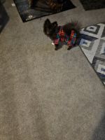 Pomeranian Puppies for sale in Wooster, Ohio. price: $700