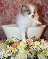 Pomeranian Puppies for sale in Vacaville, California. price: $2,000