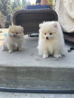 Pomeranian Puppies for sale in La Mirada, California. price: $1,500