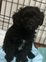 Pomeranian Puppies for sale in Blacktown, New South Wales. price: $1,250