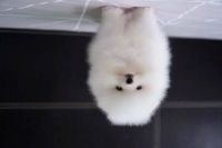 Pomeranian Puppies for sale in Brisbane, Queensland. price: $1,000