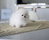 Pomeranian Puppies for sale in Brisbane, Queensland. price: $1,500