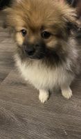 Pomeranian Puppies for sale in Chicago, Illinois. price: $550