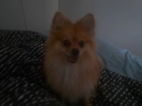 Pomeranian Puppies for sale in Boondall, Queensland. price: $800