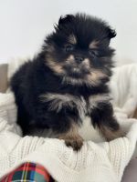 Pomeranian Puppies for sale in Orlando, FL, USA. price: $2,500
