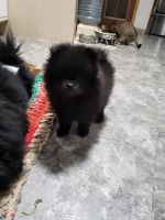 Pomeranian Puppies for sale in Dickinson, North Dakota. price: $800