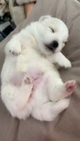Pomeranian Puppies for sale in Hinchinbrook, New South Wales. price: $1,200
