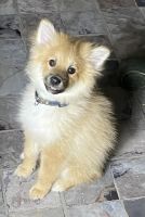 Pomeranian Puppies for sale in Corry, PA 16407, USA. price: $350