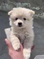 Pomeranian Puppies for sale in Hissar, Haryana. price: 8,000 INR