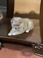 Pomeranian Puppies for sale in Milwaukee, Wisconsin. price: $1,200