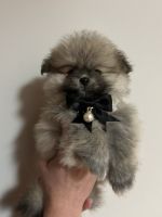 Pomeranian Puppies for sale in Prospect Heights, Illinois. price: $1,800