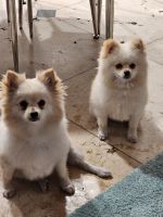 Pomeranian Puppies for sale in Hialeah Gardens, Florida. price: $2,500