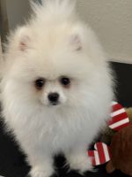 Pomeranian Puppies for sale in Ponte Vedra Beach, Florida. price: $2,000