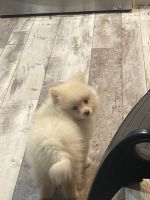 Pomeranian Puppies for sale in Palm Springs, Florida. price: $1,700