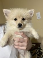 Pomeranian Puppies for sale in Mission, TX, USA. price: $700