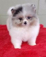 Pomeranian Puppies for sale in Anderson, South Carolina. price: $550