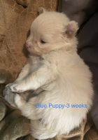 Pomeranian Puppies for sale in Marysville, Michigan. price: $800