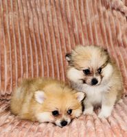 Pomeranian Puppies for sale in Arlington, Texas. price: $800