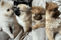 Pomeranian Puppies for sale in Vallejo, California. price: NA